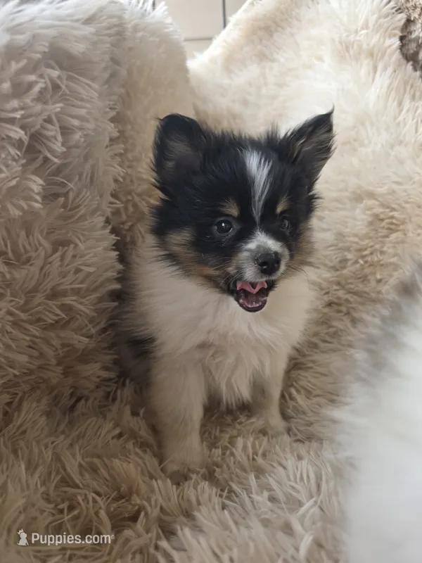 Purebred pomeranian male puppy  – Pomeranian puppy for sale in Ellensburg, WA