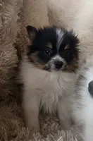 Purebred pomeranian male puppy , a male Pomeranian for sale in Ellensburg, WA – 3 of 4