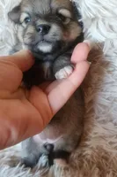 Pomeranian female puppy , a female Pomeranian for sale in Ellensburg, WA – 3 of 4