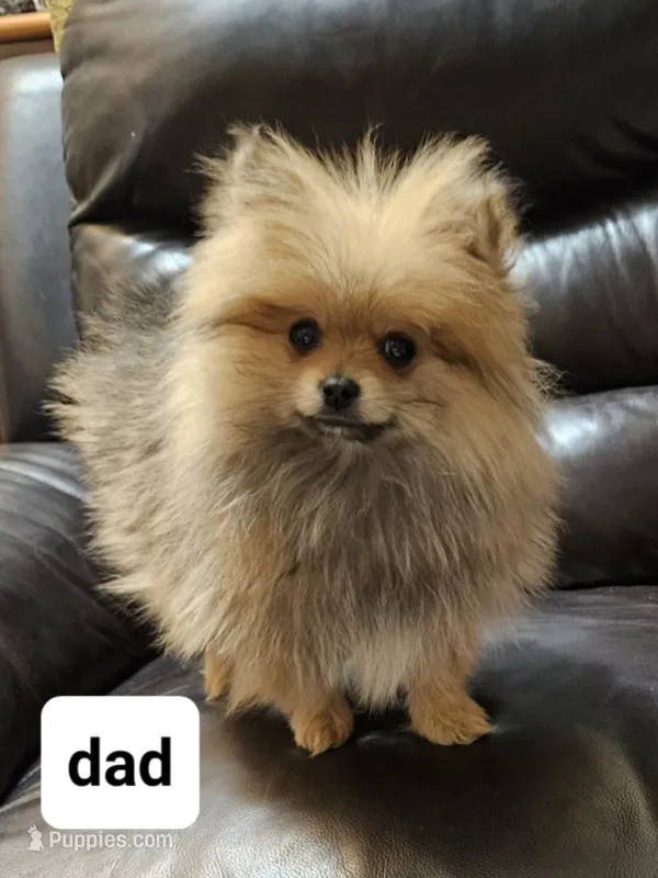 Full breed pomeranian puppy  – Pomeranian puppy for sale in Ellensburg, WA