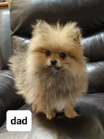 Full breed pomeranian puppy , a female Pomeranian for sale in Ellensburg, WA – 1 of 6