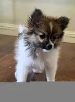 Purebred pomeranian male puppy , a male Pomeranian for sale in Ellensburg, WA – 5 of 9