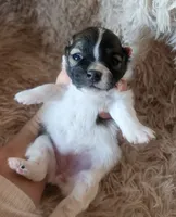 Full breed pomeranian puppy , a female Pomeranian for sale in Ellensburg, WA – 4 of 6