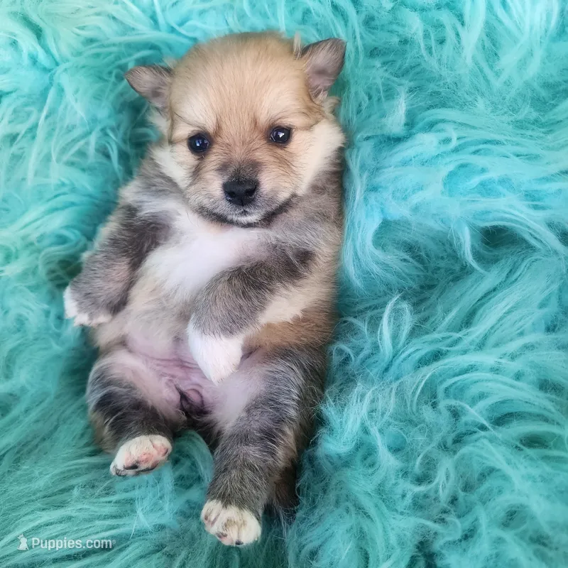 Full breed pomeranian puppy  – Pomeranian puppy for sale in Ellensburg, WA