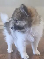 Full breed pomeranian puppy , a female Pomeranian for sale in Ellensburg, WA – 7 of 8