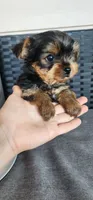 Adorable purebred Yorkie Terrier,  registration available , a male Yorkshire Terrier for sale in Ellensburg, WA – 5 of 6