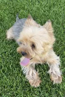 Yorkshire Terrier female, a female Yorkshire Terrier for sale in Ellensburg, WA – 6 of 9