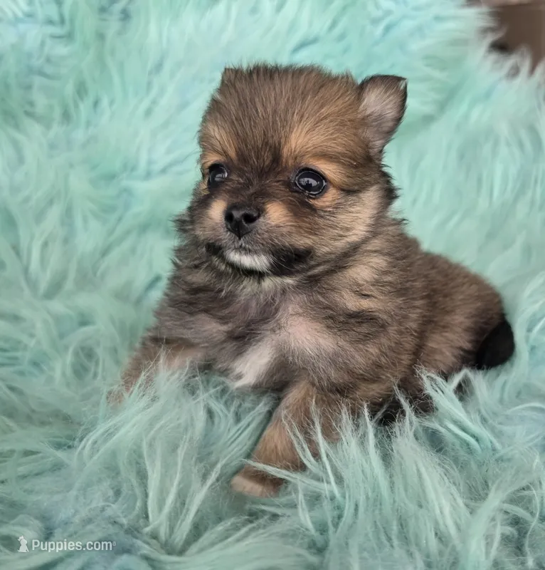 Pomeranian female puppy  – Pomeranian puppy for sale in Ellensburg, WA