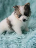 Purebred pomeranian male puppy , a male Pomeranian for sale in Ellensburg, WA – 5 of 5