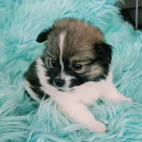 Pomeranian female puppy , a female Pomeranian for sale in Ellensburg, WA – 5 of 9