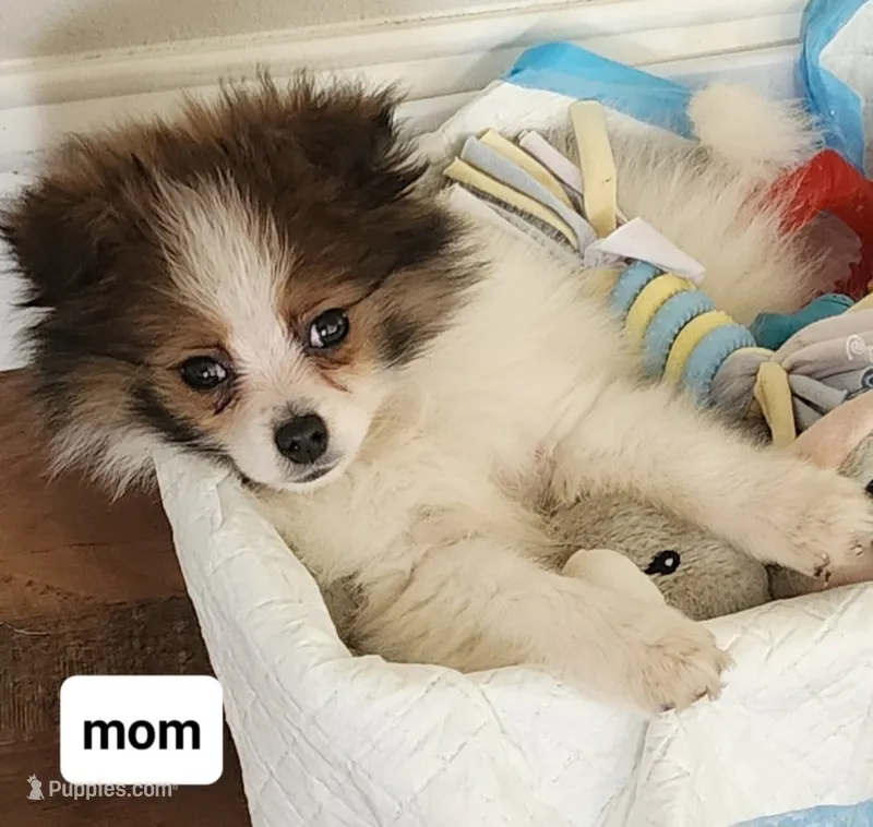 Pomeranian female puppy  – Pomeranian puppy for sale in Ellensburg, WA