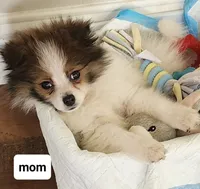 Pomeranian female puppy , a female Pomeranian for sale in Ellensburg, WA – 2 of 9
