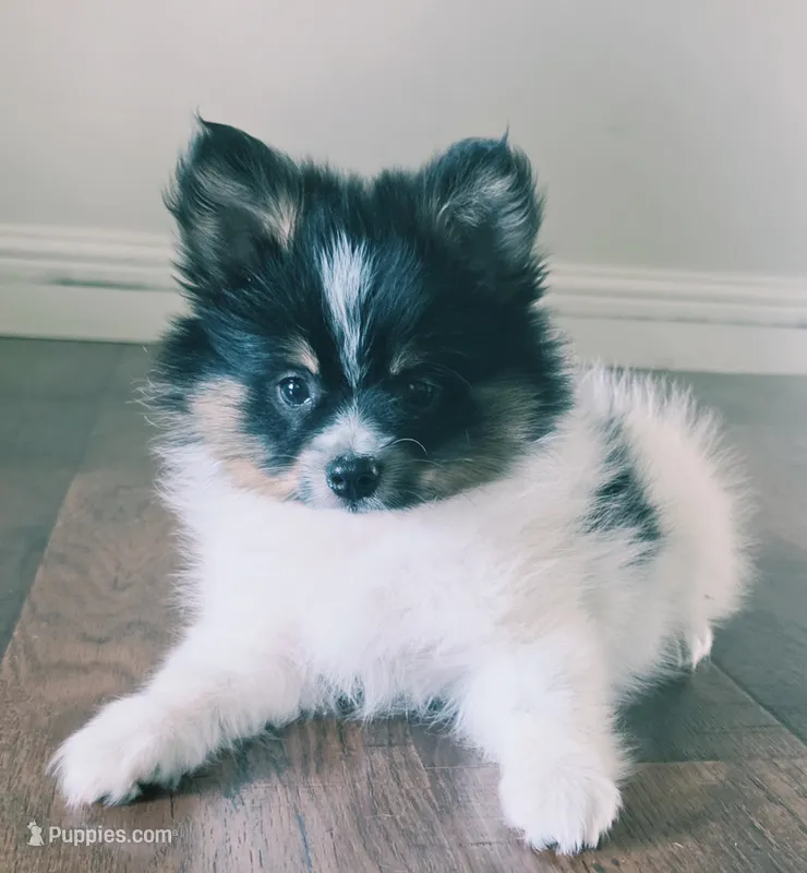 Purebred pomeranian  puppy , a female Pomeranian for sale in Ellensburg, WA – 1 of 8