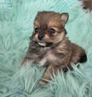 Purebred pomeranian female puppy , a female Pomeranian for sale in Ellensburg, WA – 2 of 5