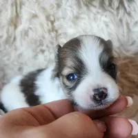 Purebred pomeranian male puppy , a male Pomeranian for sale in Ellensburg, WA – 3 of 6
