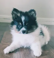 Purebred pomeranian male puppy , a male Pomeranian for sale in Ellensburg, WA – 4 of 4