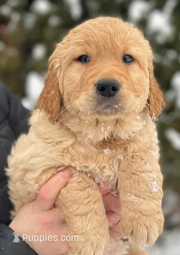 AKC registered Goldens