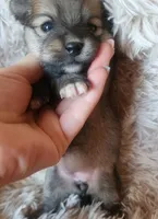 Pomeranian female puppy , a female Pomeranian for sale in Ellensburg, WA – 4 of 4