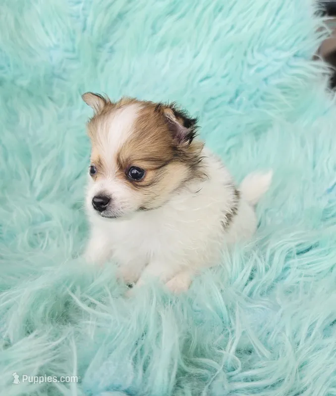 Purebred pomeranian male puppy  – Pomeranian puppy for sale in Ellensburg, WA