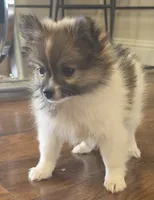 Pomeranian female puppy , a female Pomeranian for sale in Ellensburg, WA – 8 of 10