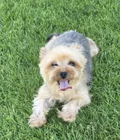 Yorkshire Terrier female, a female Yorkshire Terrier for sale in Ellensburg, WA – 4 of 9