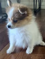 Purebred pomeranian puppy , a male Pomeranian for sale in Ellensburg, WA – 3 of 8