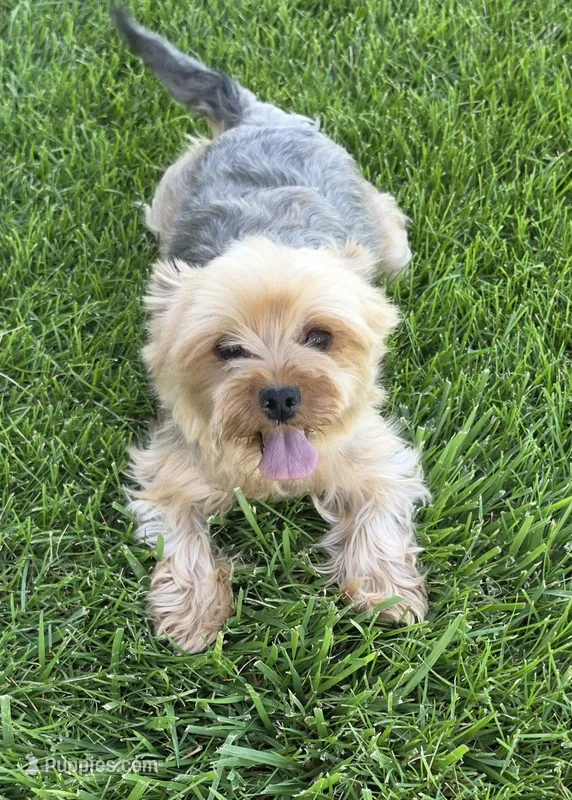 Purebred female Yorkie Terrier  – Yorkshire Terrier puppy for sale in Ellensburg, WA