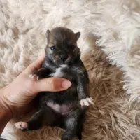 Full breed pomeranian puppy , a female Pomeranian for sale in Ellensburg, WA – 5 of 6