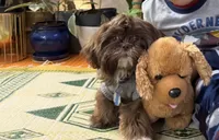 Stuffy, a female Shih Tzu for sale in Beaverton, OR – 4 of 4