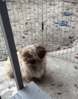 Stuffy, a female Shih Tzu for sale in Beaverton, OR – 2 of 4