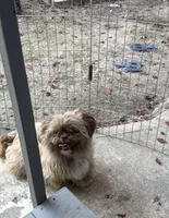 Stuffy, a female Shih Tzu for sale in Beaverton, OR – 3 of 4