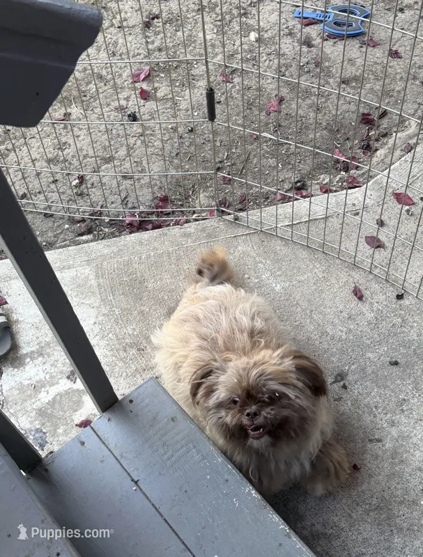 Stuffy – Shih Tzu puppy for sale in Beaverton, OR