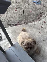Stuffy, a female Shih Tzu for sale in Beaverton, OR – 1 of 4