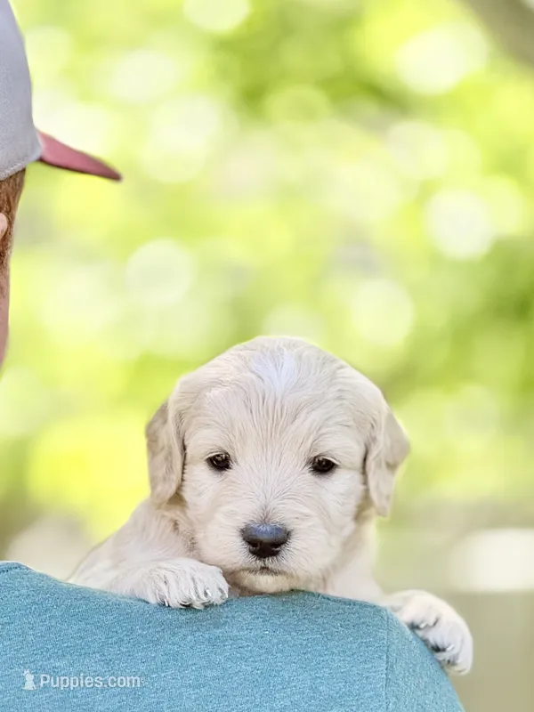 Affogato - English Cream Goldendoodle | The Coffee Litter – Miniature Goldendoodle puppy for sale in Loveland, CO