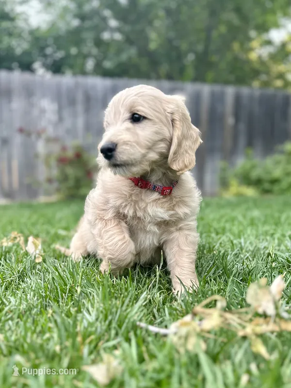 Affogato - English Cream Goldendoodle | The Coffee Litter – Miniature Goldendoodle puppy for sale in Loveland, CO
