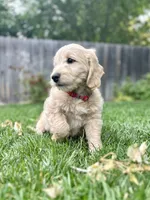 Affogato - English Cream Goldendoodle | The Coffee Litter, a male Miniature Goldendoodle for sale in Loveland, CO – 1 of 6