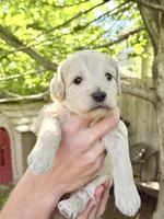 Latte - Cream Goldendoodle | The Coffee Litter, a female Miniature Goldendoodle for sale in Loveland, CO – 3 of 3