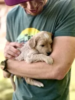 Biscotti - Golden Cream Goldendoodle | The Coffee Litter, a male Miniature Goldendoodle for sale in Loveland, CO – 2 of 3
