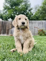 Cappuccino - English Cream Goldendoodle | The Coffee Litter, a male Miniature Goldendoodle for sale in Loveland, CO – 2 of 2