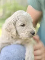 Cappuccino - Cream Goldendoodle | The Coffee Litter, a male Miniature Goldendoodle for sale in Loveland, CO – 2 of 3