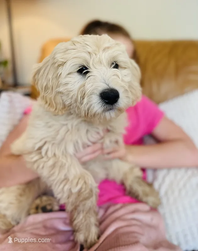 Latte - English Cream Goldendoodle | The Coffee Litter – Miniature Goldendoodle puppy for sale in Loveland, CO