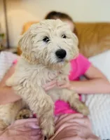 Latte - English Cream Goldendoodle | The Coffee Litter, a female Miniature Goldendoodle for sale in Loveland, CO – 1 of 5