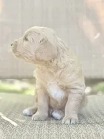 Breve - Golden Cream Goldendoodle | The Coffee Litter, a male Miniature Goldendoodle for sale in Loveland, CO – 4 of 4