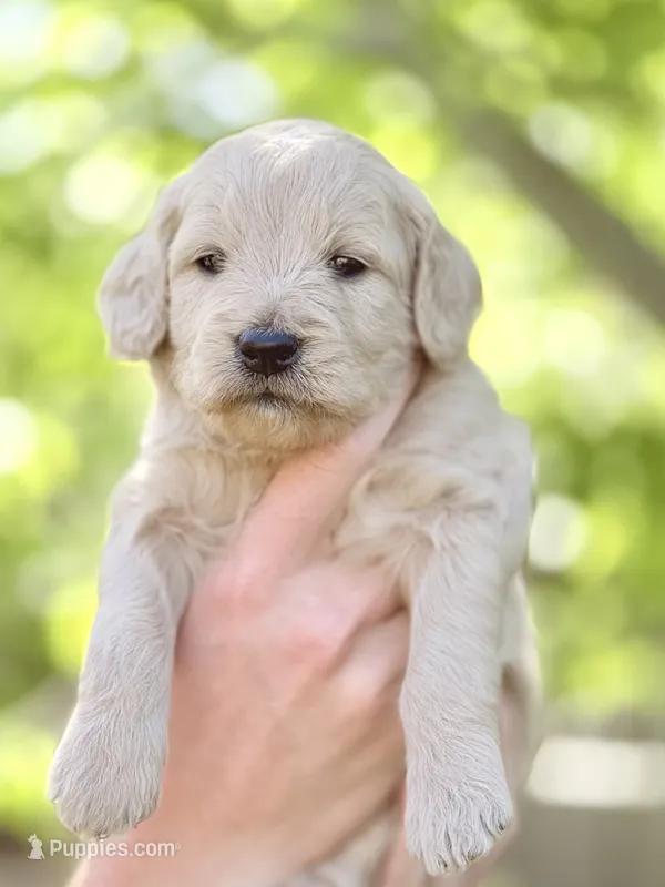 Cortado - Cream Goldendoodle | The Coffee Litter – Miniature Goldendoodle puppy for sale in Loveland, CO