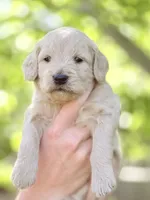 Cortado - Cream Goldendoodle | The Coffee Litter, a male Miniature Goldendoodle for sale in Loveland, CO – 1 of 4