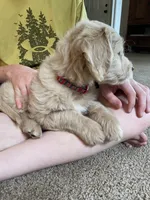 Affogato - English Cream Goldendoodle | The Coffee Litter, a male Miniature Goldendoodle for sale in Loveland, CO – 5 of 6