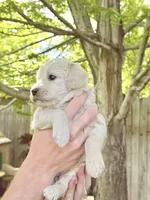Latte - Cream Goldendoodle | The Coffee Litter, a female Miniature Goldendoodle for sale in Loveland, CO – 2 of 3