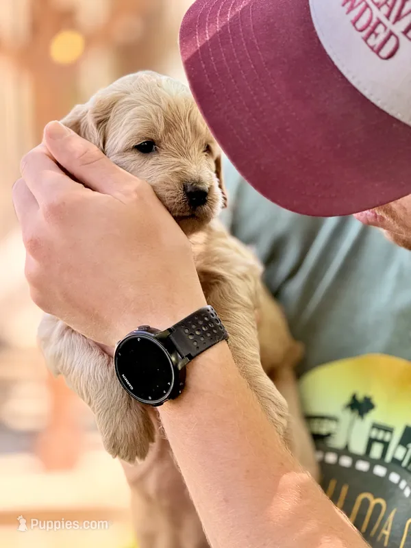 Biscotti - Golden Cream Goldendoodle | The Coffee Litter – Miniature Goldendoodle puppy for sale in Loveland, CO