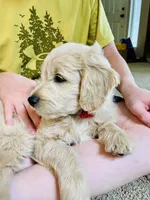 Affogato - English Cream Goldendoodle | The Coffee Litter, a male Miniature Goldendoodle for sale in Loveland, CO – 2 of 6