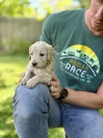 Cappuccino - Cream Goldendoodle | The Coffee Litter, a male Miniature Goldendoodle for sale in Loveland, CO – 1 of 3